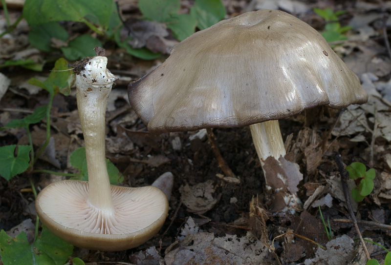 Entoloma nidorosum